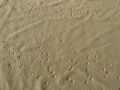 Dasselfliege-16.jpg