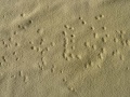 Dasselfliege-17.jpg