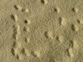 Dasselfliege-18.jpg