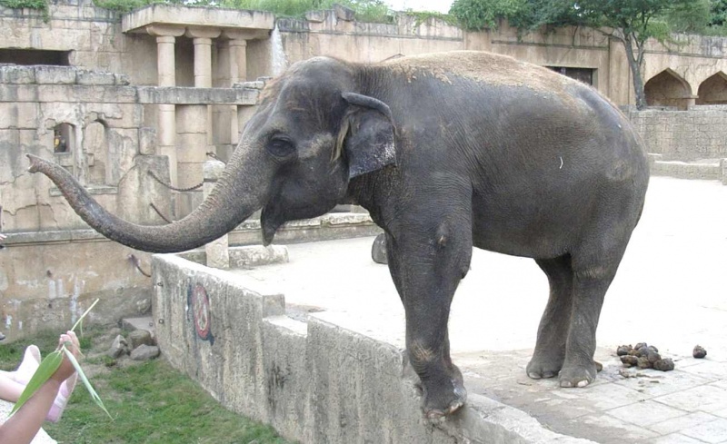 Bestand:Elefant.JPG