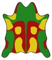 Hautdehnung.jpg