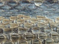 Hundskopf-Wassertrugnatter-04.jpg