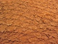 Karpfenleder-002.jpg