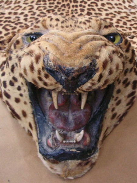 Bestand:Leopard-01.jpg